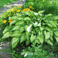 Хоста Ауреум Макулата(Aureum Maculata)